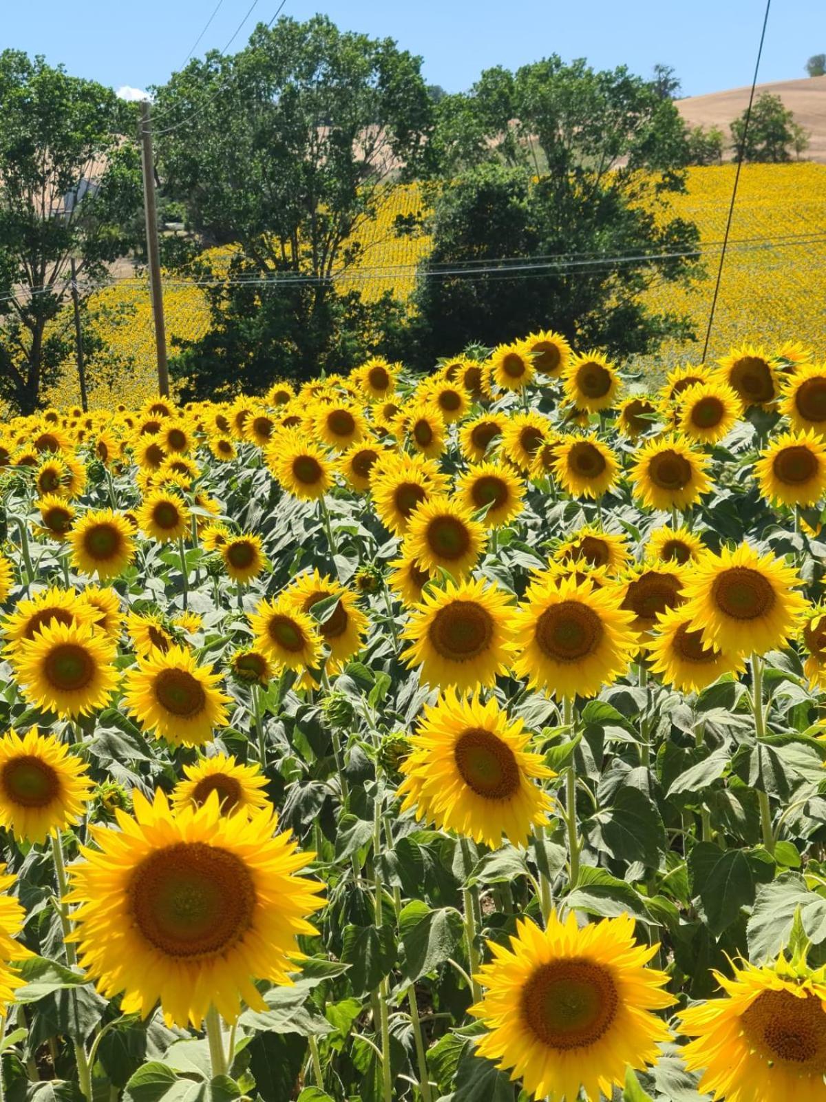 Casale Il Girasole Hotel Barbara Buitenkant foto
